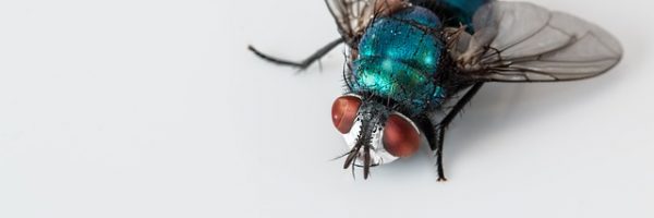 blowfly-2151453_640 Schädlingsbekämpfung in Wesermarsch, Kammerjäger in Wesermarsch, Kammerjäger in Elsfleth, Kammerjäger in Brake, Kammerjäger in Nordenham, Ratten im Garten, Ratten im Haus, Mäuse vertreiben, Schädlingsbekämpfung Nordenham